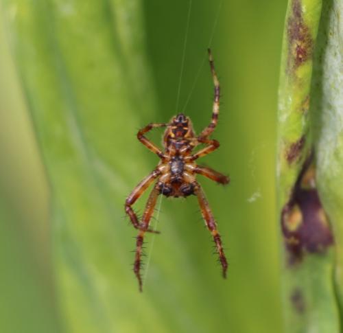 Araneus quadratus